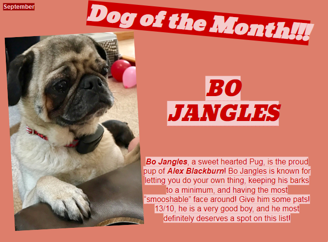 Dog of the Month ~ September