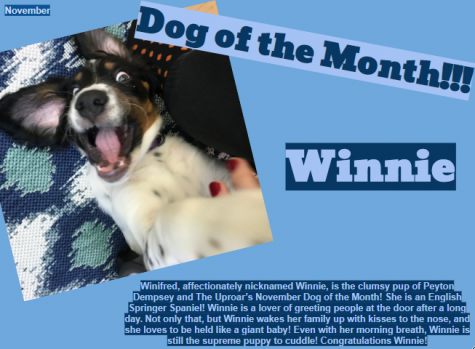 Dog of the Month ~ November