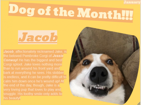 Dog of the Month ~ January