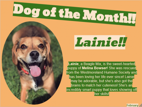 Dog of the Month ~ February