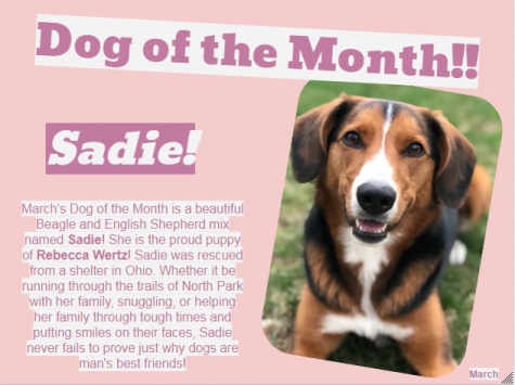 Dog of the Month ~ March