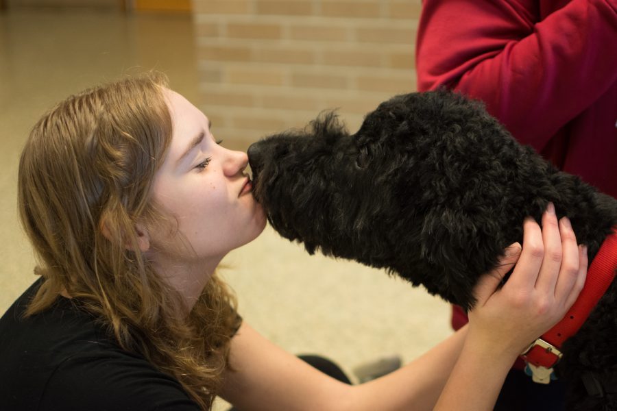 On Friday, April 5, four lovable dogs from Therapets, a program by Animal Friends, visited NASH to mingle with students. The event helped to raise money for Animal Friends and was part of Stress-Reduction Week sponsored by the Junior Class Council.
