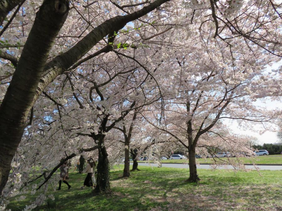 D.C.s Cherry Blossom Festival happens annually, and you can see them bloom throughout the area.