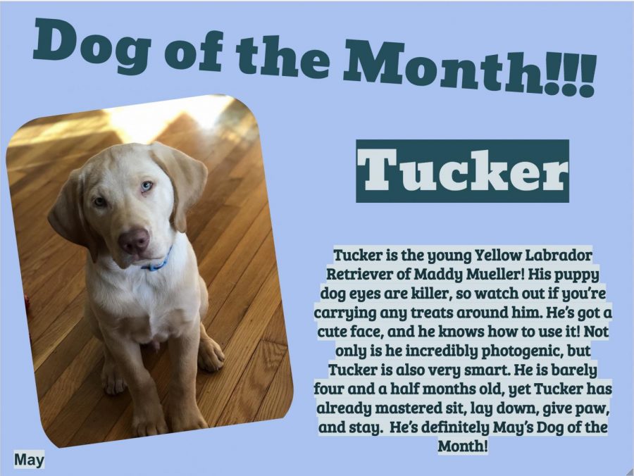 dog of the month