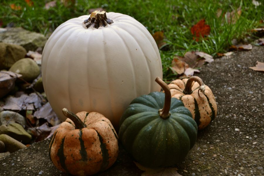 A collection of pumpkins that perfectly represent the Fall and Halloween season.