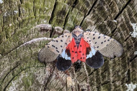 In Lancaster County, PA, a spotted lanternfly lands on a tree stump.