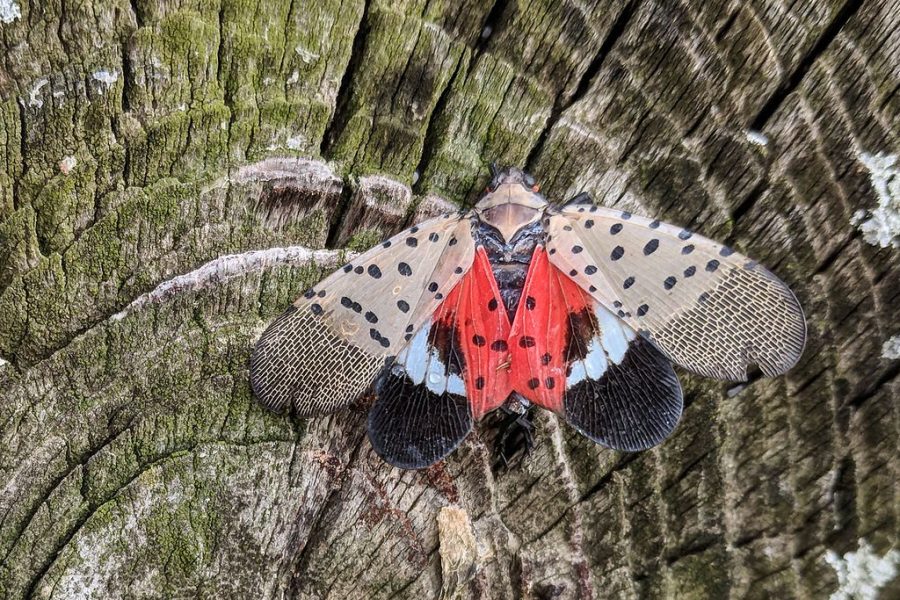 In+Lancaster+County%2C+PA%2C+a+spotted+lanternfly+lands+on+a+tree+stump.