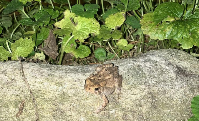 Eastern American Toads, like this one, hop around damp areas in western PA. 