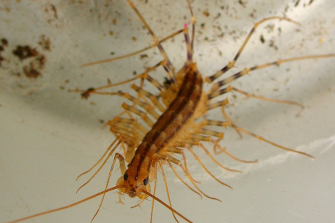 Among the most loathed household insects, the centipede can keep the spread of other bugs at bay.