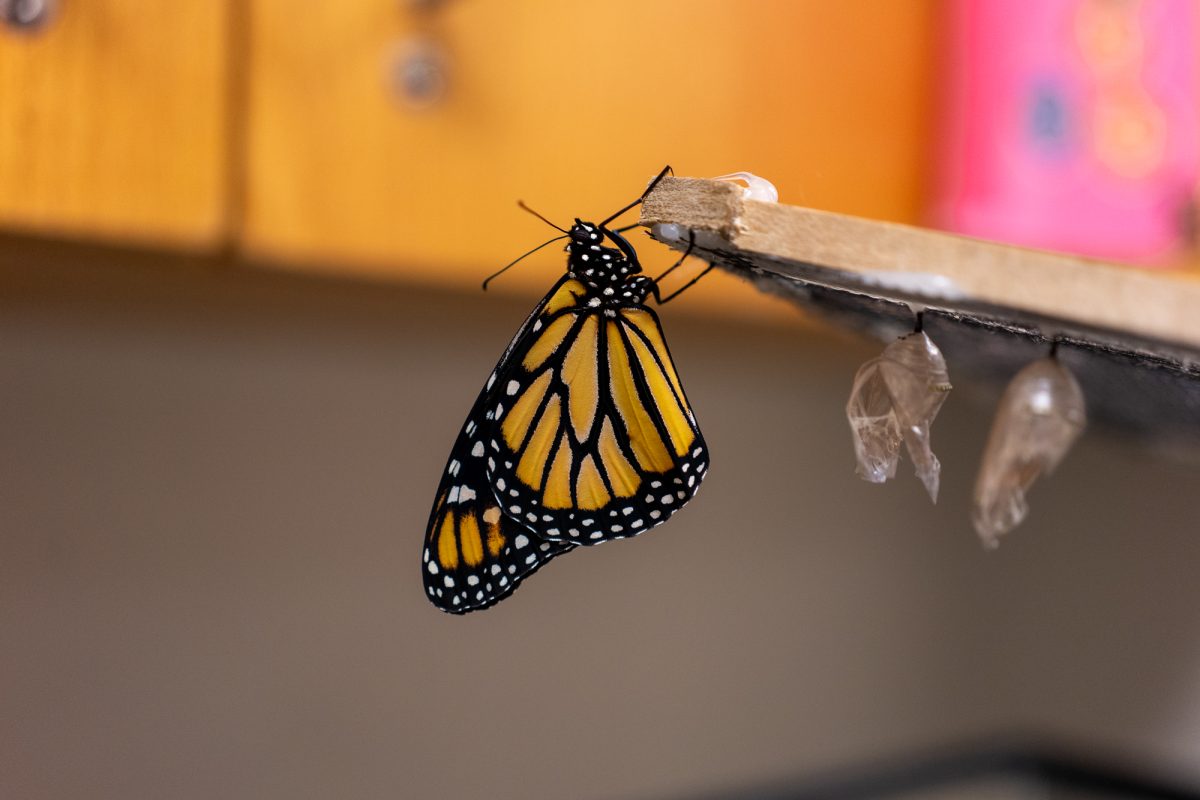 Day 31 - With soggy wings and a new color palette, the monarch butterfly has emerged to its final stage.  It will journey southwards for months, joining the rest of its kind in the butterfly forest.