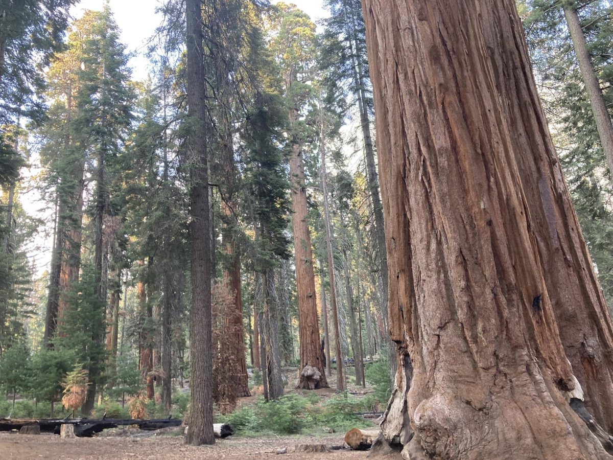 Redwood trees (such as the ones pictured above in Kings Canyon National Park) are among the most famous stories of successful environmental preservation in American history.