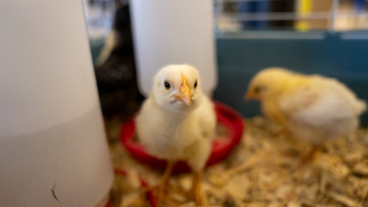 Curious Gibby stares down the barrel of a camera from his cage. Just four weeks ago, they had all only just begun to develop heartbeats. Now, they are chirping, playing, eating, and running around.