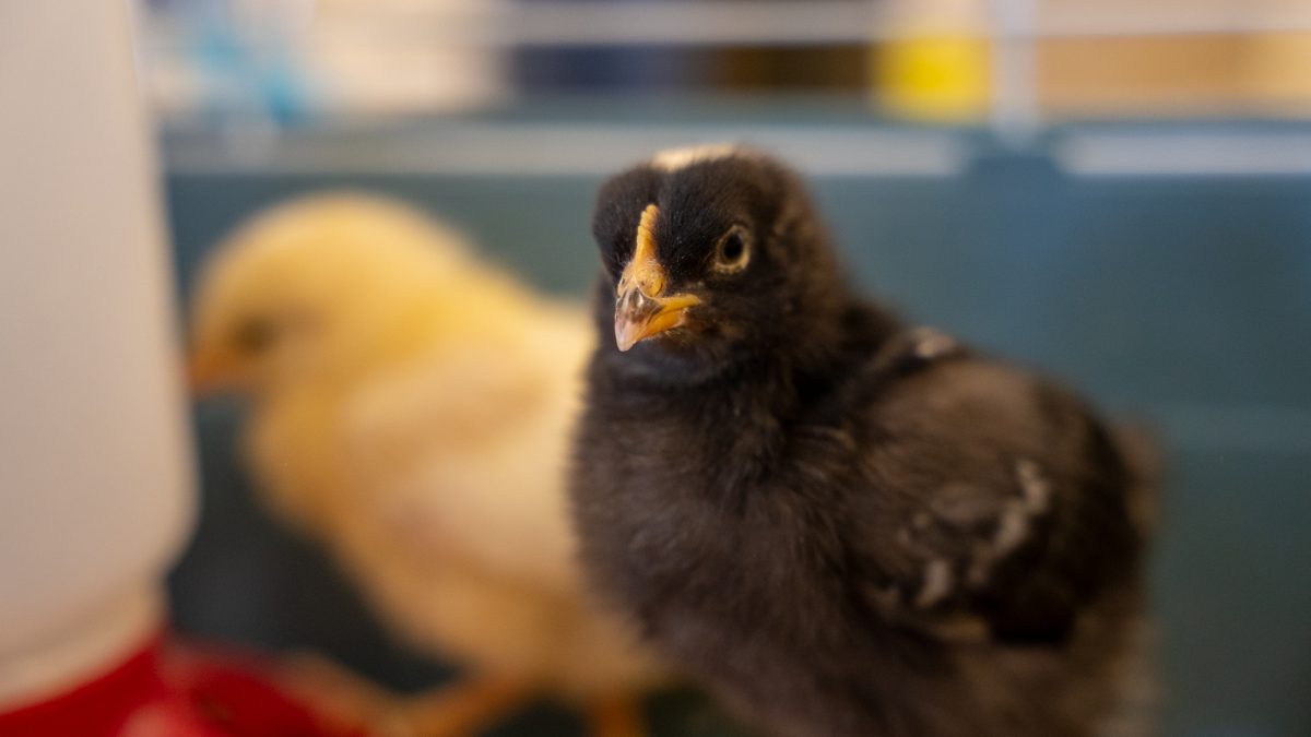 The chicks leave NA after four weeks. They will then be sent back to the farm they came from, where they will either be rented out to civilians to lay eggs for them, or lay eggs at the farm to be used for chick programs in other schools.
