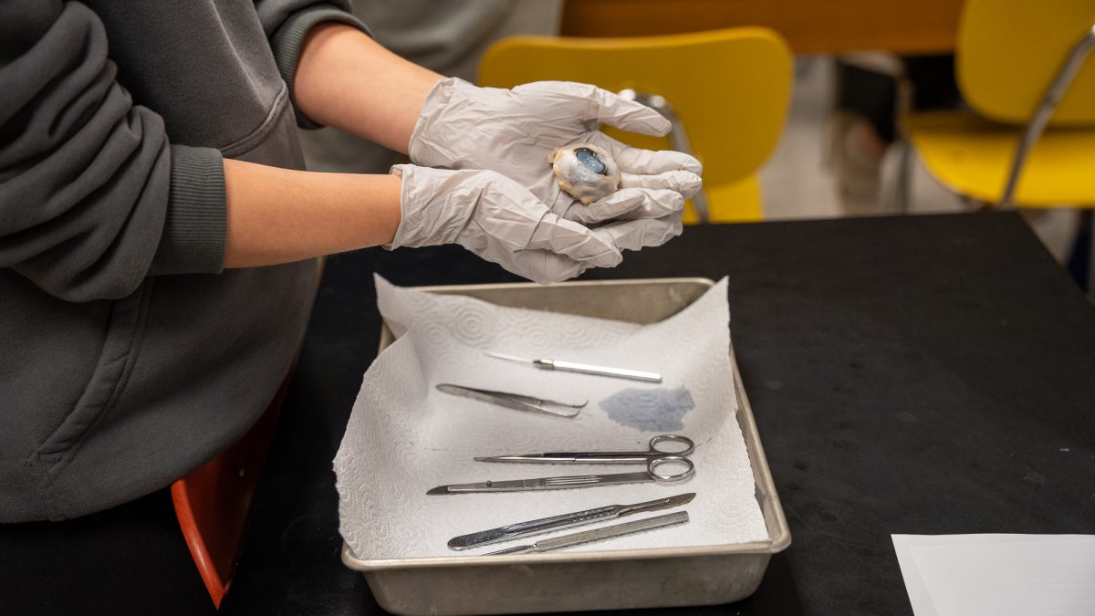 Earlier this month, Mrs. Allen's Academic Anatomy classes dissected a cow's eye. The purpose of the activity was to provide a better understanding of the human eye, which is similar to the cow eye. 