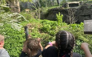 NASH preschoolers spotting a tiger at the Pittsburgh Zoo.