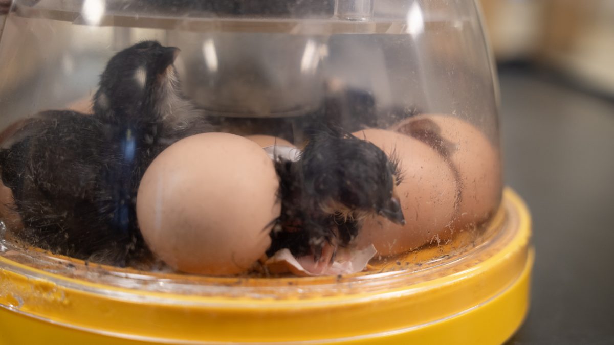 As the eggs hatch, the chicks remain in the incubator for the rest of the period. This ensures that the conditions inside the incubator remain the same while the other chicks hatch.